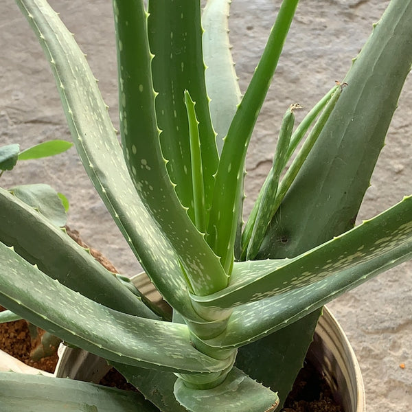Aloe vera